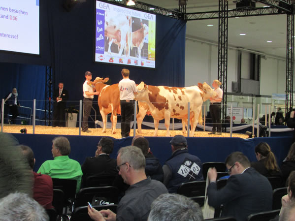 Sejem Hannover 2016